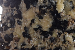 Onchidoris bilamellata