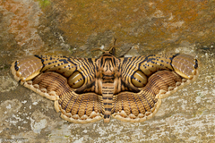 Brahmaea hearseyi