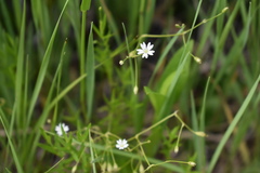 Stellaria umbellata