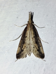 Schoenobius gigantella