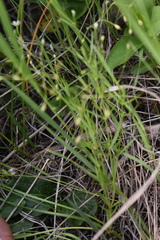 Stellaria umbellata