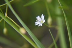 Stellaria umbellata