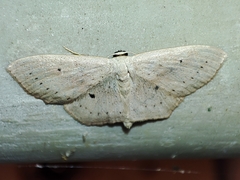 Scopula flaccidaria
