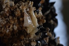 Onchidoris bilamellata