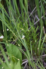 Stellaria umbellata