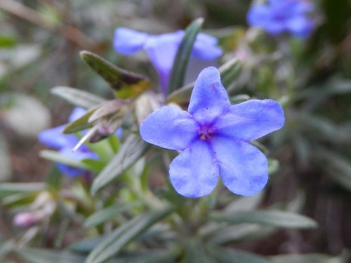 Image of Rosemary-Leaved Gromwell (Glandora rosmarinifolia) by (c) Luca Fornasari, some rights reserved (CC BY)