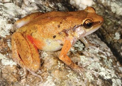 Zweifel's Frog photo 1