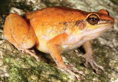 Zweifel's Frog photo 2