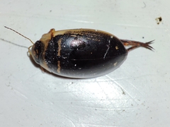 Hydaticus transversalis