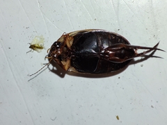 Hydaticus transversalis