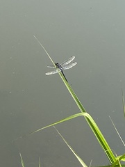 Libellula axilena