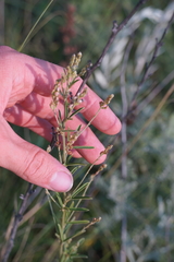 Lespedeza leptostachya