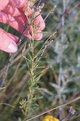 Lespedeza leptostachya