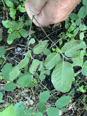 Amelanchier sanguinea