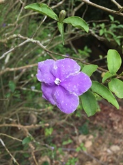 Brunfelsia uniflora