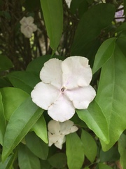 Brunfelsia uniflora