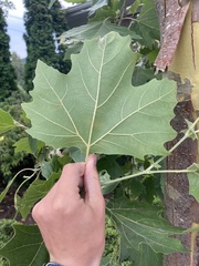 Platanus occidentalis