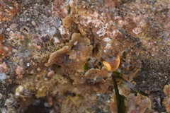 Primavelans insculpta