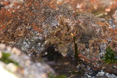 Primavelans insculpta