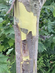 Platanus occidentalis