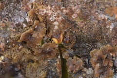 Primavelans insculpta