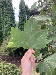 Platanus occidentalis