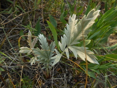 Potentilla effusa