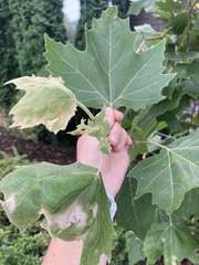 Platanus occidentalis
