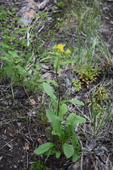 Oreochrysum parryi
