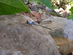 Argia percellulata