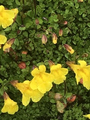 Erythranthe caespitosa