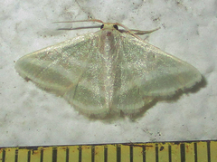 Mixocera frustratoria