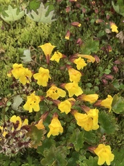 Erythranthe caespitosa