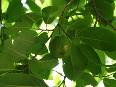Hippomane mancinella