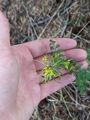 Descurainia sophioides