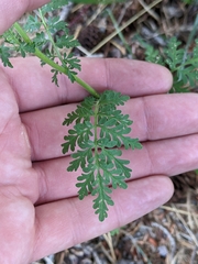 Descurainia sophioides