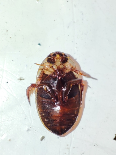 Hydaticus transversalis transversalis