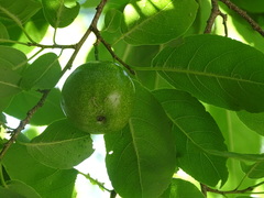Hippomane mancinella