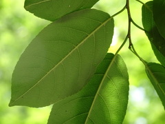 Hippomane mancinella