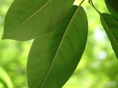 Hippomane mancinella