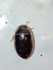 Hydaticus transversalis