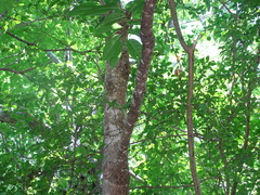 Hippomane mancinella