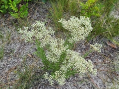 Eupatorium rotundifolium