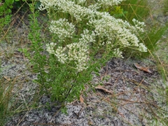 Eupatorium rotundifolium