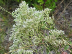 Eupatorium rotundifolium