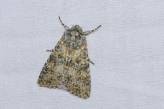 Polymixis flavicincta