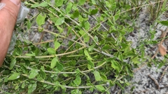 Eupatorium rotundifolium