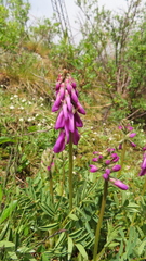 Hedysarum consanguineum