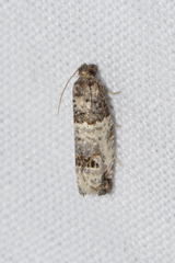 Notocelia incarnatana