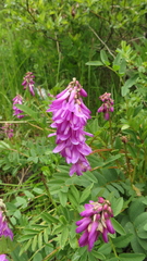 Hedysarum consanguineum